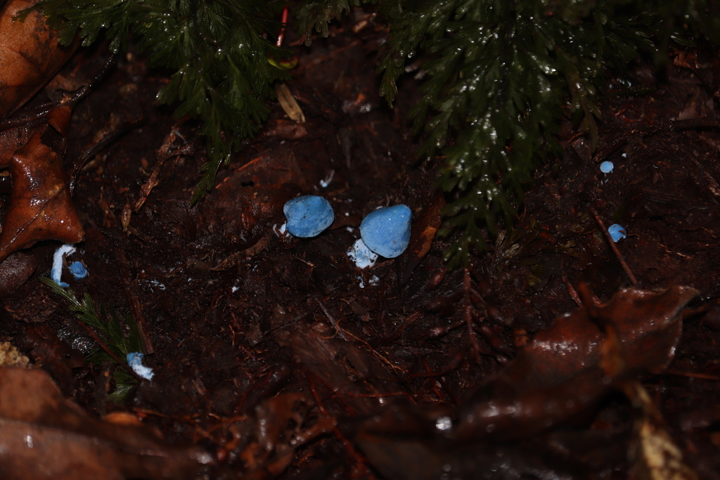 Entoloma hochstetteri · March 2025 · photo: © sam-rajnikant (iNaturalist, cc-by)