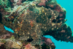 Commerson's Frogfish photo 5