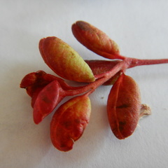 Exobasidium splendidum