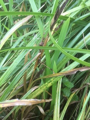 Carex acuta