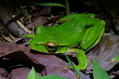Zhangixalus prasinatus