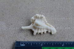 Chicoreus brevifrons