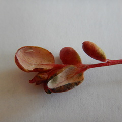 Exobasidium splendidum