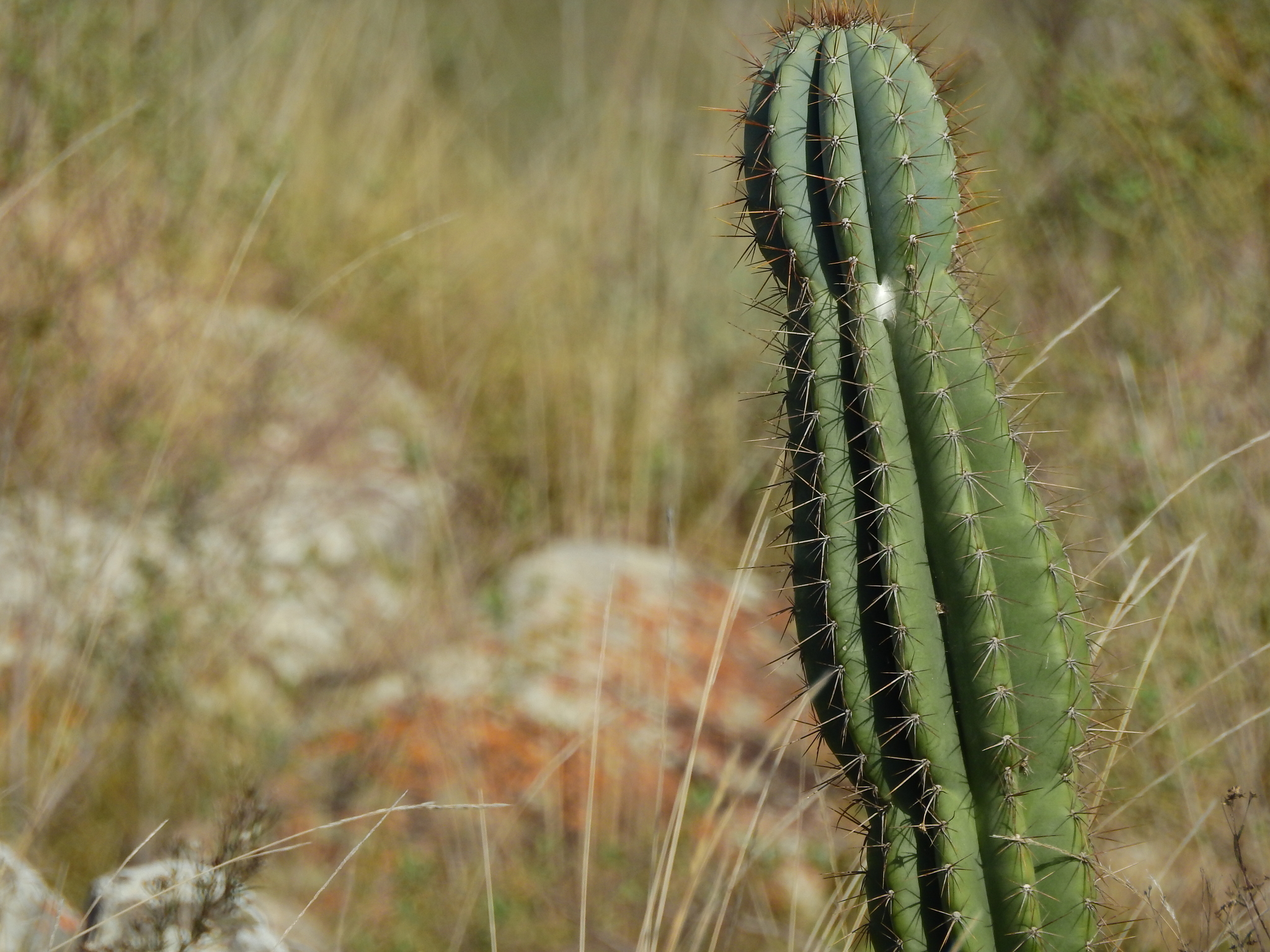 Cereus hildmannianus