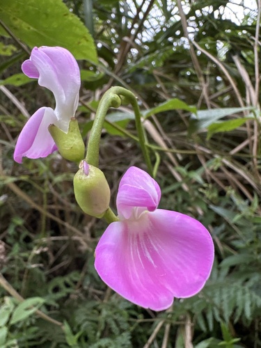 Canavalia cathartica