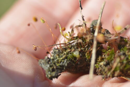 funaria moss
