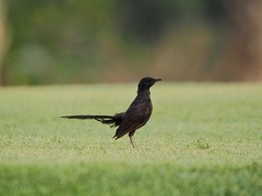 Cercotrichas podobe