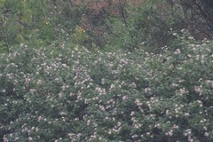 Lantana camara