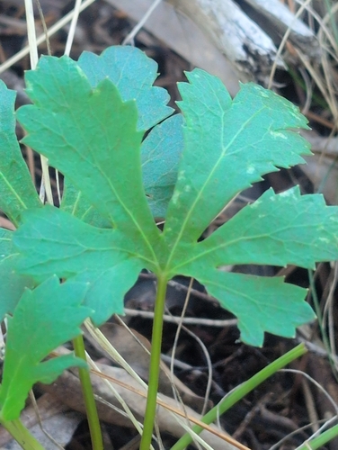 Trachymene composita, photograph 5