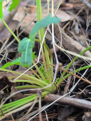 Trachymene composita, photograph 6