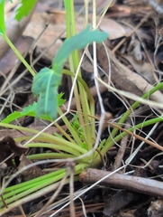 Trachymene composita, photograph author not stated, no rights reserved