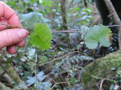 Calystegia tuguriorum