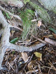 Poa matthewsii