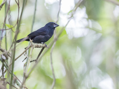 Cyanoloxia cyanoides