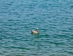 Pelecanus occidentalis