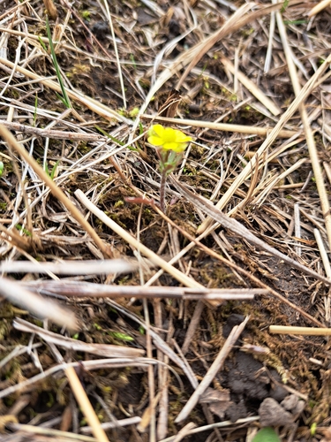 Image of Ranunculus rhomboideus by (c) Bob Schwartz, some rights reserved (CC BY)