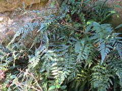 Asplenium lyallii