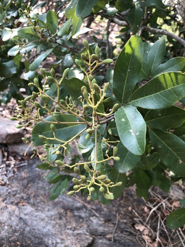 Walsura trifoliolata observed 2025-04-10