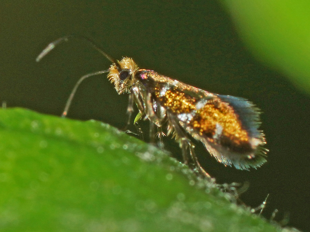 White-barred Gold