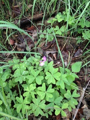 Oxalis caerulea