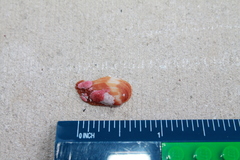 Barbatia domingensis