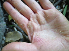 Poa matthewsii