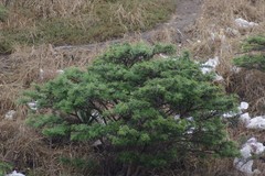 Vachellia karroo