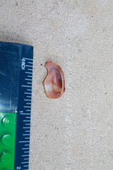 Homotrema rubrum