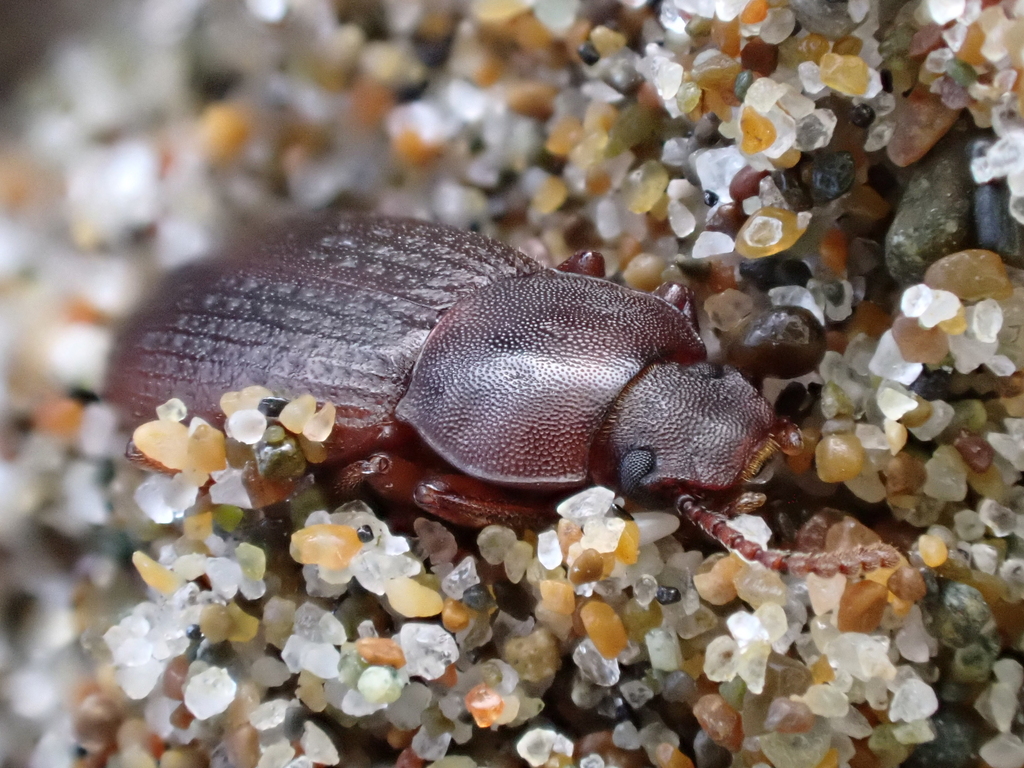 Epantius obscurus
