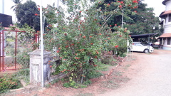 Combretum constrictum