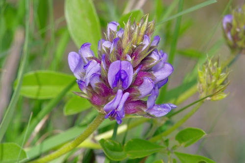 Image of Pediomelum cuspidatum by (c) Michelle W. （鍾偉瑋）, some rights reserved (CC BY)