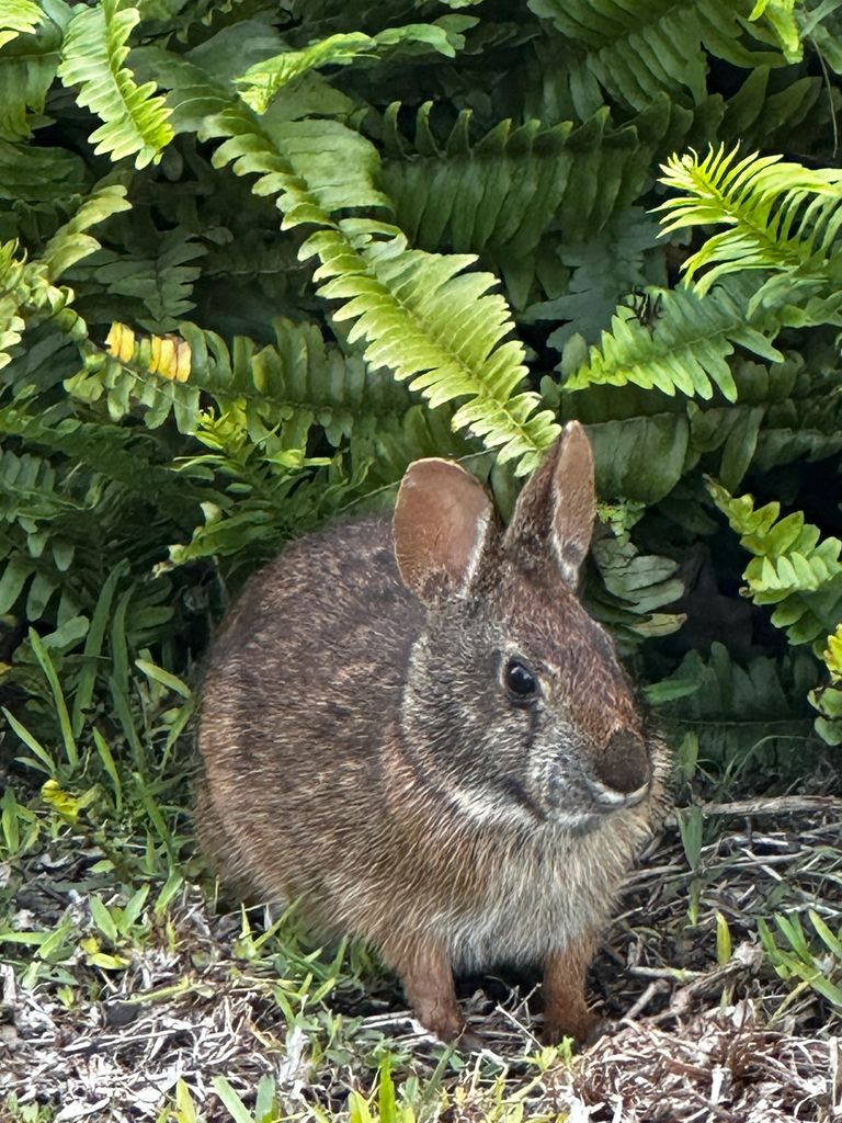 Marsh Rabbit from Saint Petersburg, FL, US on April 9, 2025 at 05:57 PM ...