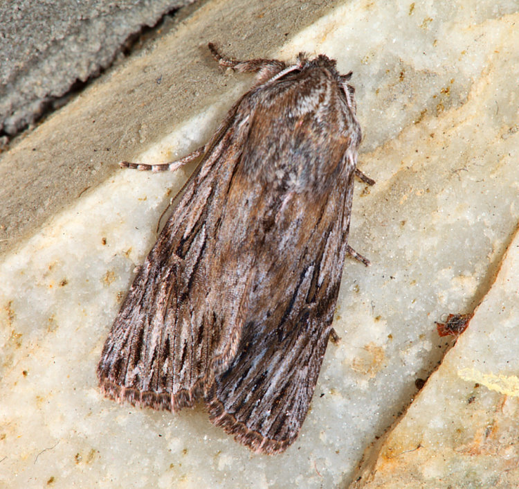 Speidelia formosa
