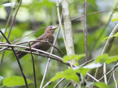 Cyanoloxia cyanoides