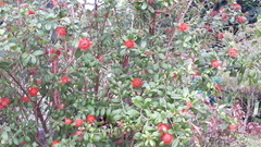 Combretum constrictum