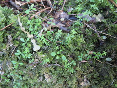Galium propinquum