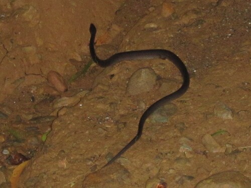 Slaty-grey snake sighting