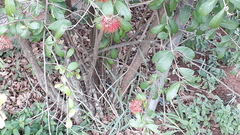 Combretum constrictum