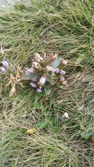 Gentianella ramosa