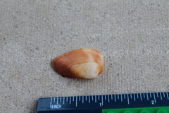Barbatia domingensis