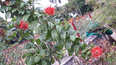 Combretum constrictum