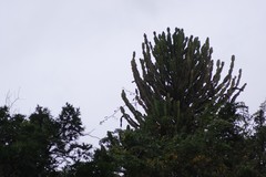 Euphorbia triangularis