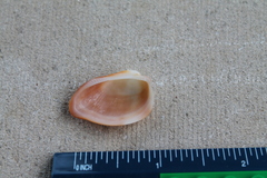 Barbatia domingensis