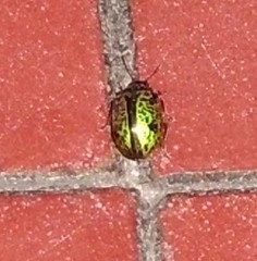 Calligrapha pantherina