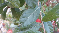 Combretum constrictum