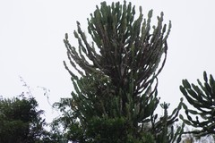 Euphorbia triangularis