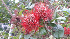 Combretum constrictum