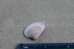 Hysteroconcha dione
