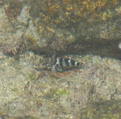 Cirrhitus rivulatus
