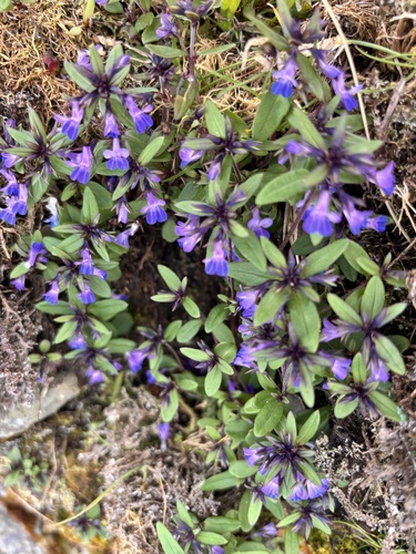 small-flowered blue-eyed mary